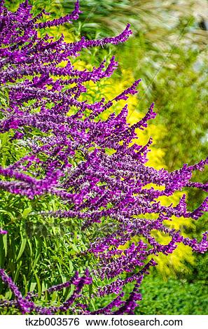 Salvia Leucantha View Large Photo Image Stock Photograph - Salvia Leucantha. Fotosearch