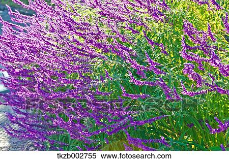 Salvia Leucantha View Large Photo Image Stock Photography - Salvia Leucantha. Fotosearch