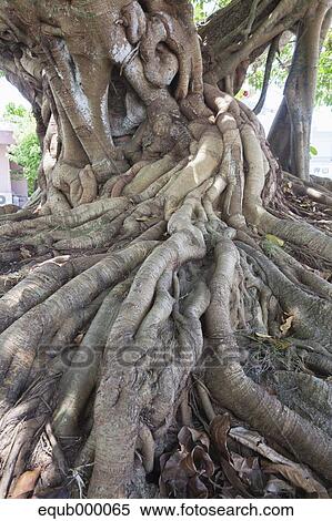 Sea fig tree View Large Photo Image Stock Photography - Sea fig tree. Fotosearch