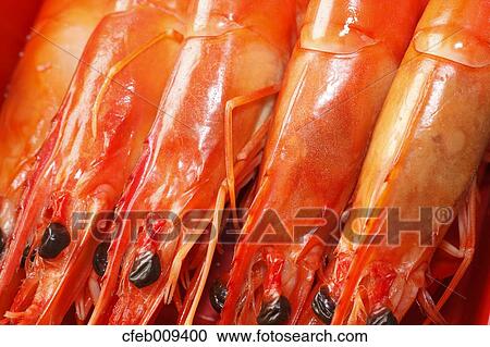 Shrimps View Large Photo Image Stock Image - Shrimps. Fotosearch