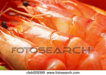 Shrimps View Large Photo Image Stock Photo - Shrimps. Fotosearch