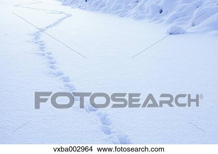 Snow at Izu Peninsula, Shizuoka Prefecture View Large Photo Image Picture - Snow at Izu Peninsula, Shizuoka Prefecture. Fotosearch