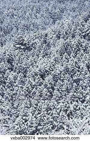 Snow at Izu Peninsula, Shizuoka Prefecture View Large Photo Image Picture - Snow at Izu Peninsula, Shizuoka Prefecture. Fotosearch