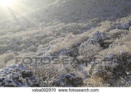 Snow at Izu Peninsula, Shizuoka Prefecture View Large Photo Image Stock Image - Snow at Izu Peninsula, Shizuoka Prefecture. Fotosearch