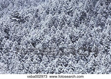 Snow at Izu Peninsula, Shizuoka Prefecture View Large Photo Image Stock Image - Snow at Izu Peninsula, Shizuoka Prefecture. Fotosearch