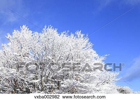 Snow at Izu Peninsula, Shizuoka Prefecture View Large Photo Image Stock Image - Snow at Izu Peninsula, Shizuoka Prefecture. Fotosearch