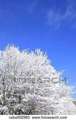 Snow at Izu Peninsula, Shizuoka Prefecture View Large Photo Image Stock Image - Snow at Izu Peninsula, Shizuoka Prefecture. Fotosearch