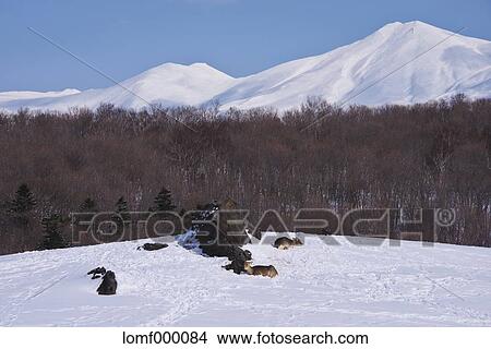 Picture - Snow in Hokkaido, Japan. Fotosearch