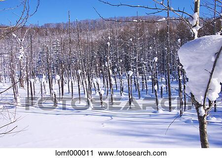 Snow in Hokkaido, Japan View Large Photo Image Stock Image - Snow in Hokkaido, Japan. Fotosearch