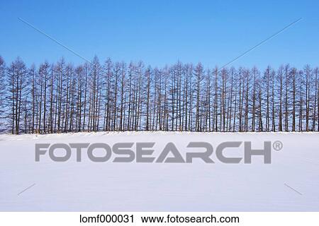 Snow in Hokkaido, Japan View Large Photo Image Stock Image - Snow in Hokkaido, Japan. Fotosearch