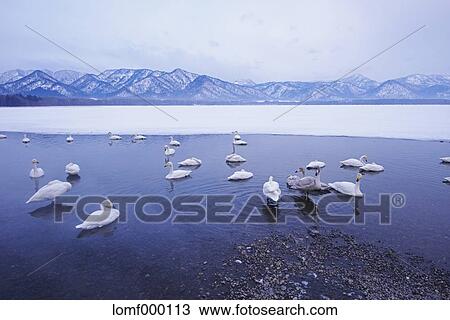 Snow in Hokkaido, Japan View Large Photo Image Stock Image - Snow in Hokkaido, Japan. Fotosearch
