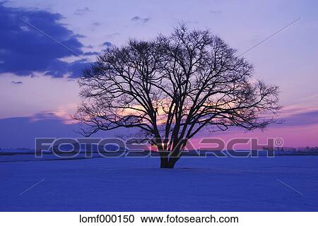 Snow in Hokkaido, Japan View Large Photo Image Stock Image - Snow in Hokkaido, Japan. Fotosearch