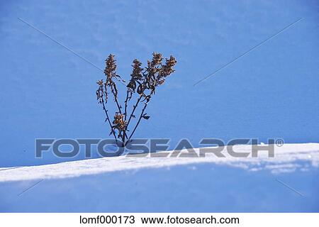 Stock Image - Snow in Hokkaido, Japan. Fotosearch