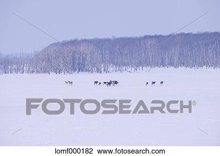 Stock Image - Snow in Hokkaido, Japan. Fotosearch