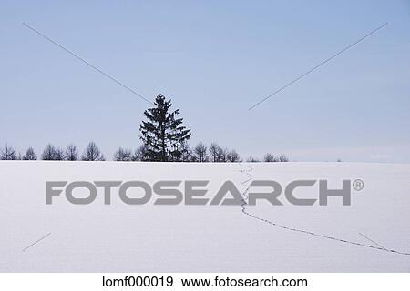Snow in Hokkaido, Japan View Large Photo Image Stock Photo - Snow in Hokkaido, Japan. Fotosearch