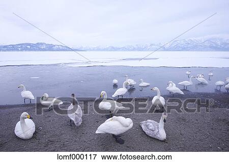 Snow in Hokkaido, Japan View Large Photo Image Stock Photo - Snow in Hokkaido, Japan. Fotosearch