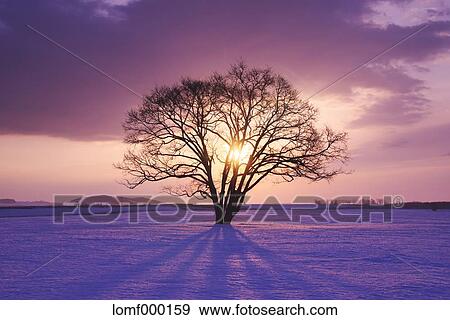 Stock Photo - Snow in Hokkaido, Japan. Fotosearch