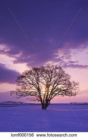Snow in Hokkaido, Japan View Large Photo Image Stock Photograph - Snow in Hokkaido, Japan. Fotosearch