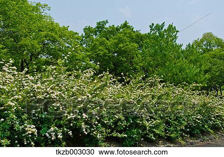 Stock Image - Spiraea Cantoniensis. Fotosearch