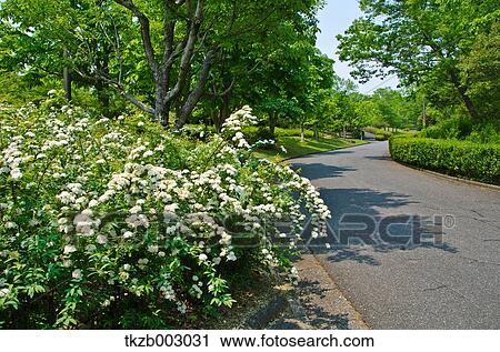 Spiraea Cantoniensis View Large Photo Image Stock Image - Spiraea Cantoniensis. Fotosearch