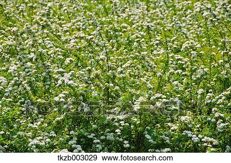 Spiraea Cantoniensis View Large Photo Image Stock Photo - Spiraea Cantoniensis. Fotosearch