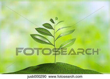 Sprouting leaves View Large Photo Image Stock Image - Sprouting leaves. Fotosearch