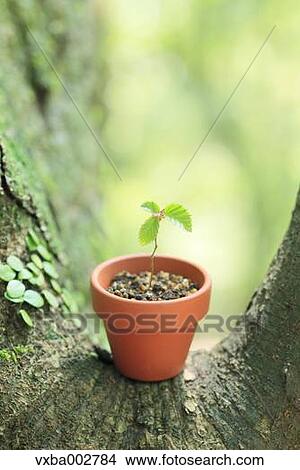 Sprouting plant View Large Photo Image Picture - Sprouting plant. Fotosearch