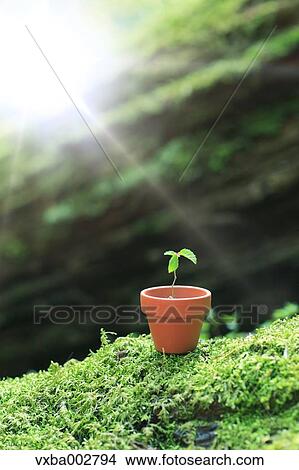 Sprouting plant View Large Photo Image Picture - Sprouting plant. Fotosearch