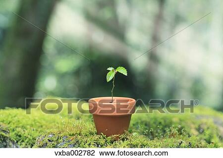 Stock Image - Sprouting plant. Fotosearch