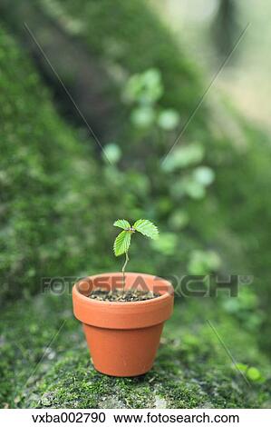 Sprouting plant View Large Photo Image Stock Image - Sprouting plant. Fotosearch