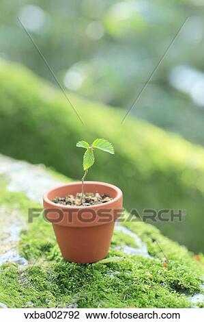 Sprouting plant View Large Photo Image Stock Image - Sprouting plant. Fotosearch