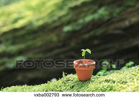 Sprouting plant View Large Photo Image Stock Image - Sprouting plant. Fotosearch
