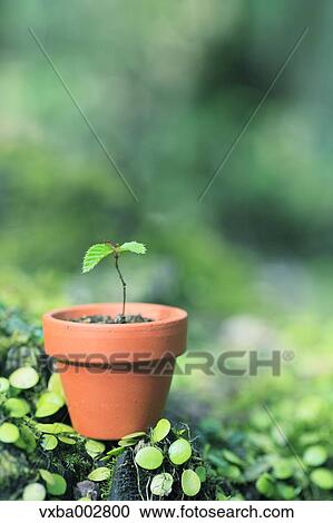 Sprouting plant View Large Photo Image Stock Image - Sprouting plant. Fotosearch