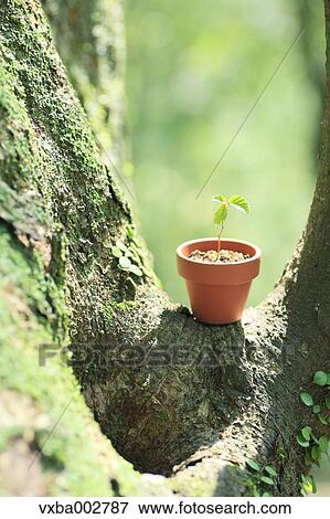 Sprouting plant View Large Photo Image Stock Photo - Sprouting plant. Fotosearch