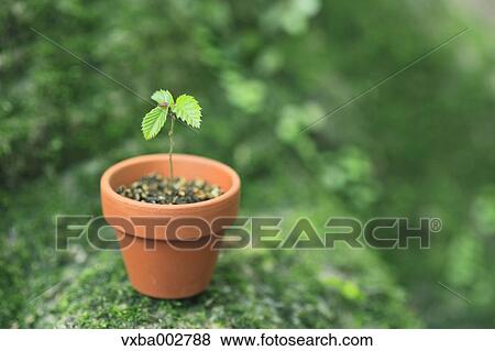 Sprouting plant View Large Photo Image Stock Photo - Sprouting plant. Fotosearch