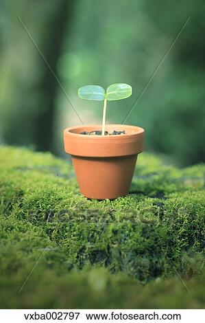 Sprouting plant View Large Photo Image Stock Photo - Sprouting plant. Fotosearch