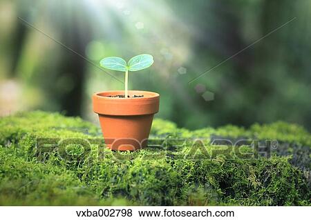Stock Photo - Sprouting plant. Fotosearch
