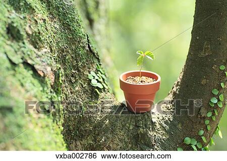Sprouting plant View Large Photo Image Stock Photograph - Sprouting plant. Fotosearch