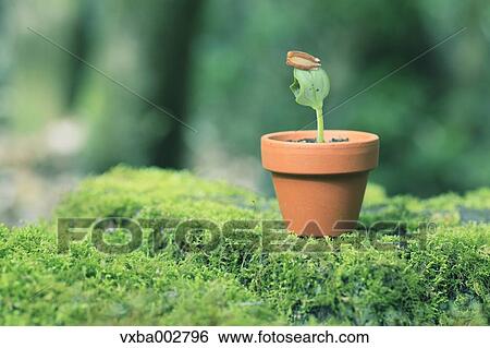 Sprouting plant View Large Photo Image Stock Photograph - Sprouting plant. Fotosearch