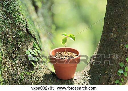 Sprouting plant View Large Photo Image Stock Photography - Sprouting plant. Fotosearch