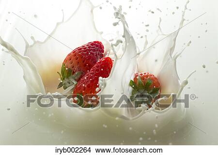 Picture - Strawberries and milk. Fotosearch