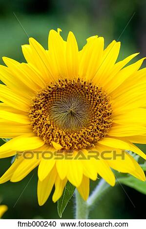 Stock Image - Sunflower. Fotosearch