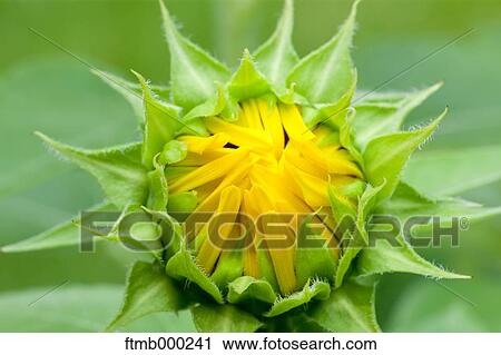 Sunflower View Large Photo Image Stock Image - Sunflower. Fotosearch