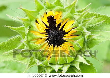 Stock Image - Sunflower. Fotosearch