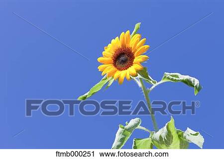 Sunflower View Large Photo Image Stock Image - Sunflower. Fotosearch