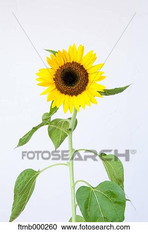 Sunflower View Large Photo Image Stock Image - Sunflower. Fotosearch