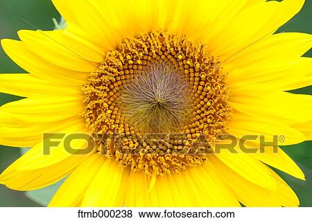 Stock Photo - Sunflower. Fotosearch