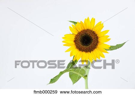 Sunflower View Large Photo Image Stock Photo - Sunflower. Fotosearch