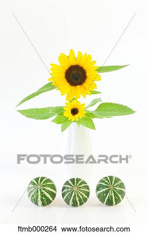 Sunflowers and pumpkins View Large Photo Image Picture - Sunflowers and pumpkins. Fotosearch