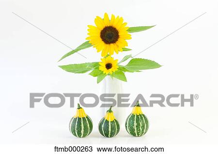 Sunflowers and pumpkins View Large Photo Image Stock Image - Sunflowers and pumpkins. Fotosearch